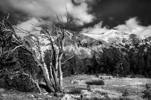 Tioga Pass and Mt. Dana-8944